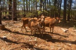 A small group of brown cows stand in a clearing in 的 woods.